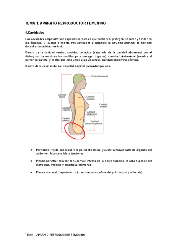 Miniatura del documento Tema-1.-REPRODUCTOR-FEMENINO.pdf