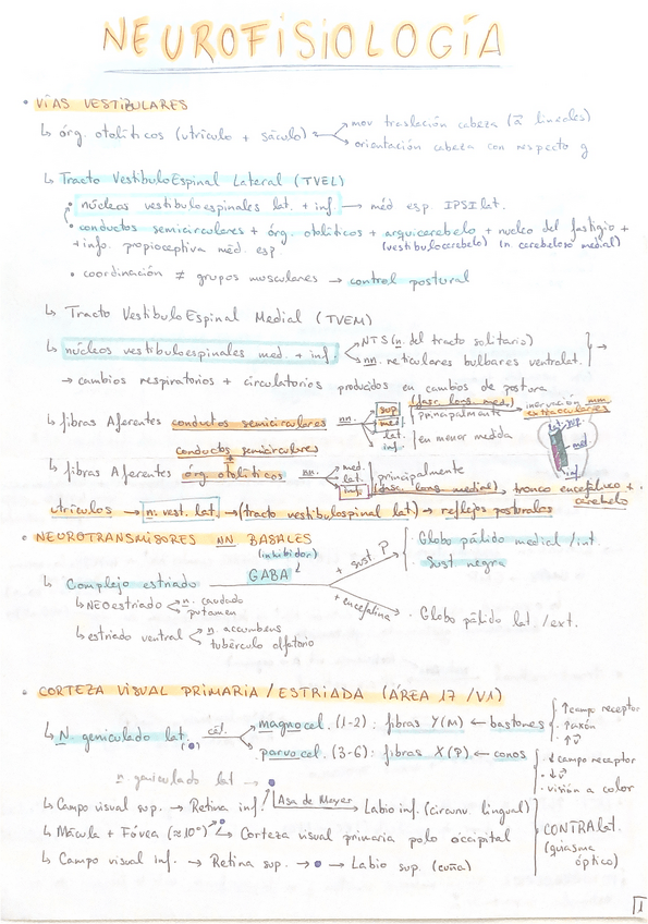 Miniatura del documento Puntos-importantes-neurofisiologia.pdf
