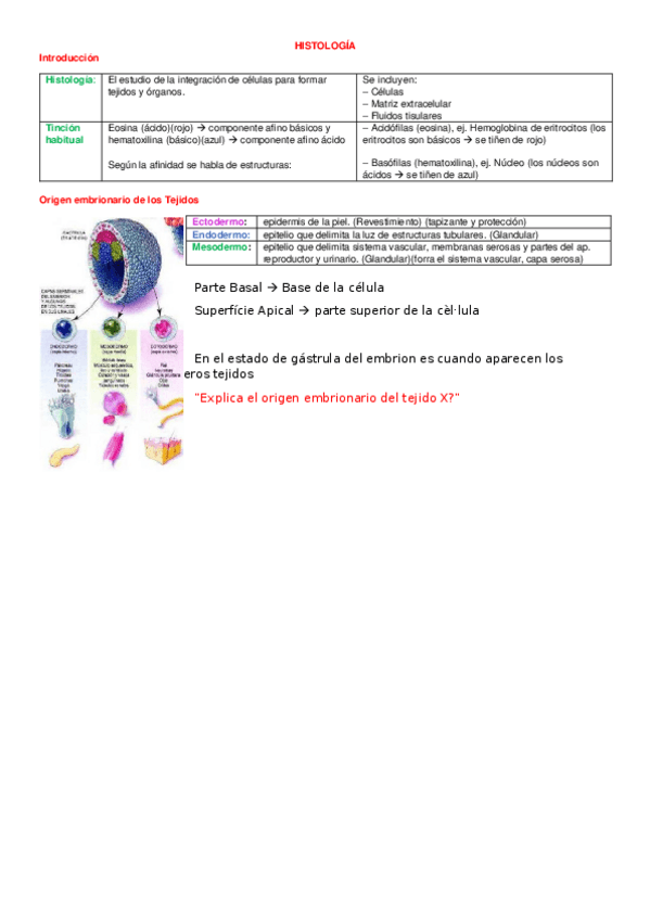 Miniatura del documento Tejido epitelial e introducción RESUM BO.docx