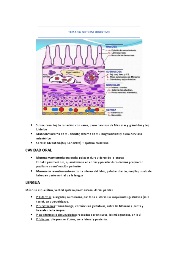 Miniatura del documento TEMA-14-al-TEMA-19.pdf