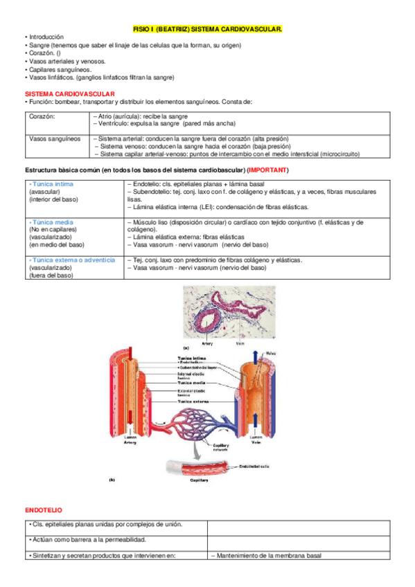 Miniatura del documento 2a pràctica fisiologia Beatriz (Sistema cardiovascular).docx