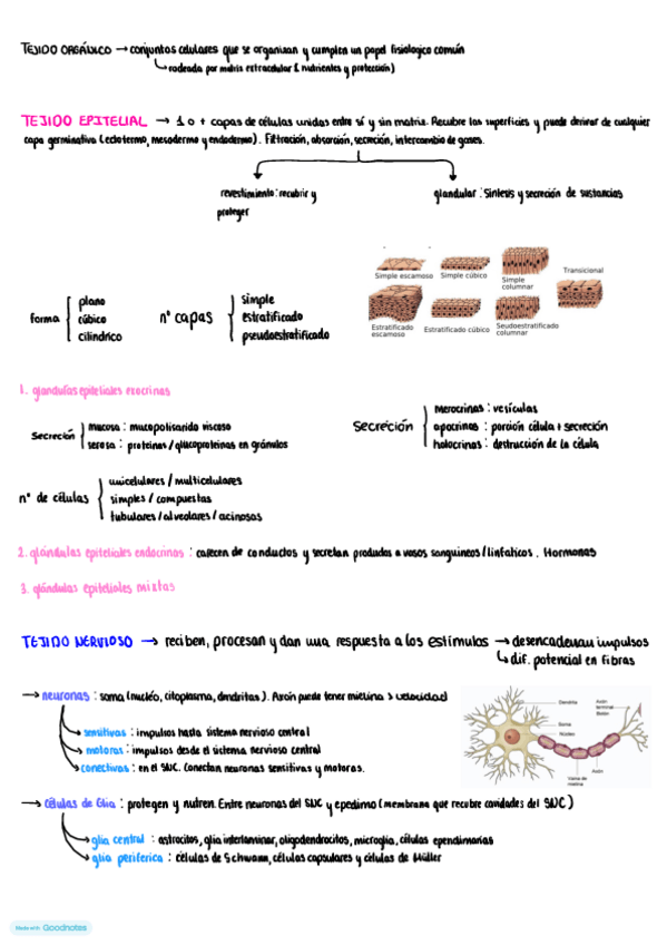 Miniatura del documento Citologia-general-tema-1.pdf