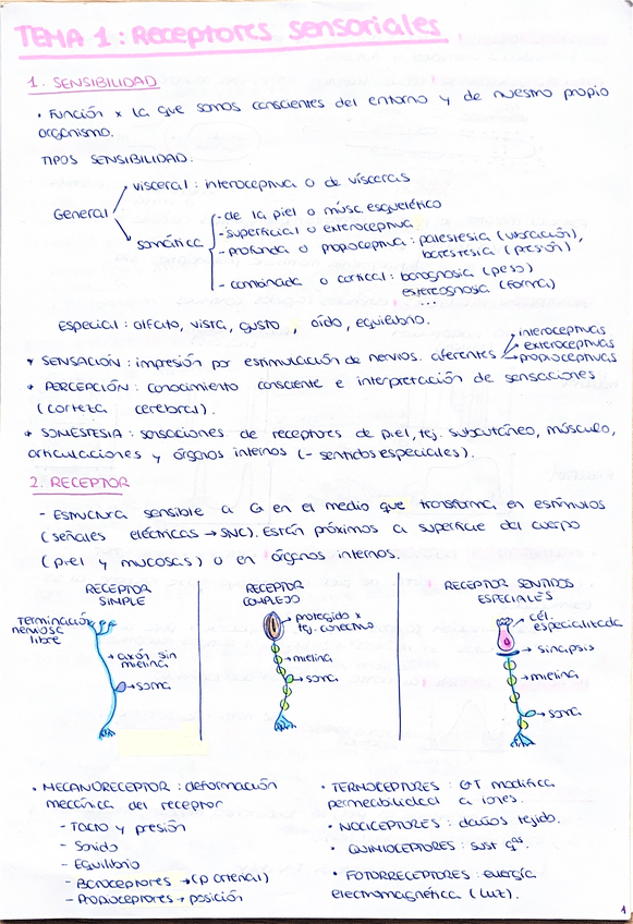 Miniatura del documento Apuntes-parcial-2-fisio-I.pdf