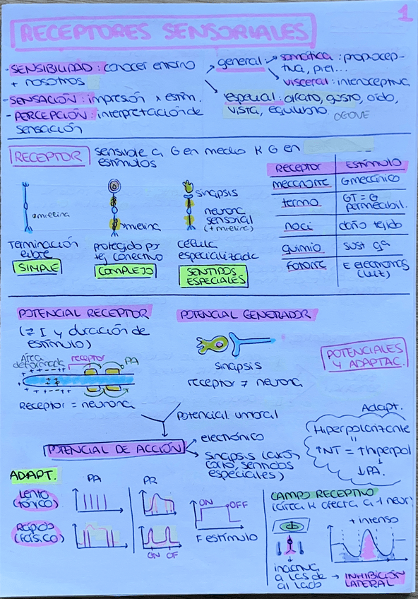 Miniatura del documento Resumen-parcial-2-fisio-I.pdf