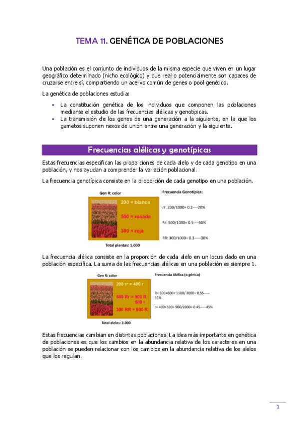 Miniatura del documento TEMA-11-Genetica.pdf