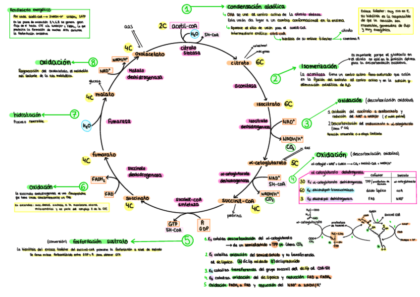 Miniatura del documento CICLO-DE-KREBS-Y-CICLO-DE-GLIOXILATO.pdf