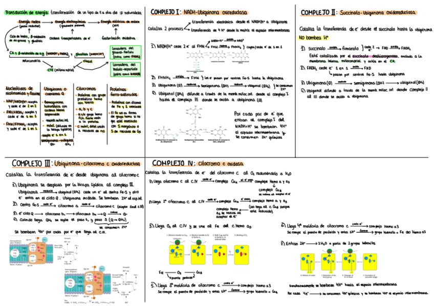 Miniatura del documento ESQUEMA-COMPLEJOS-Cadena-Respiratoria-y-forsforilacion-oxidativa.pdf