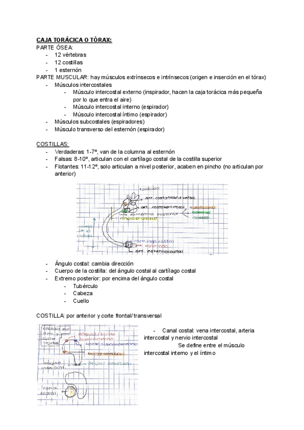 Miniatura del documento apuntes-anato-III.-torax.pdf