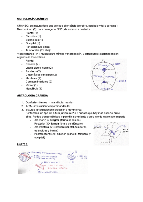 Miniatura del documento apuntes-anato-III.-craneo-osteologia-artrologia-y-miologia.pdf