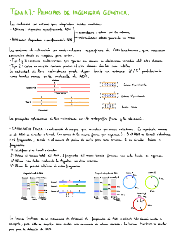 Miniatura del documento T7.-Principios-de-la-Ingenieria-Genetica.pdf