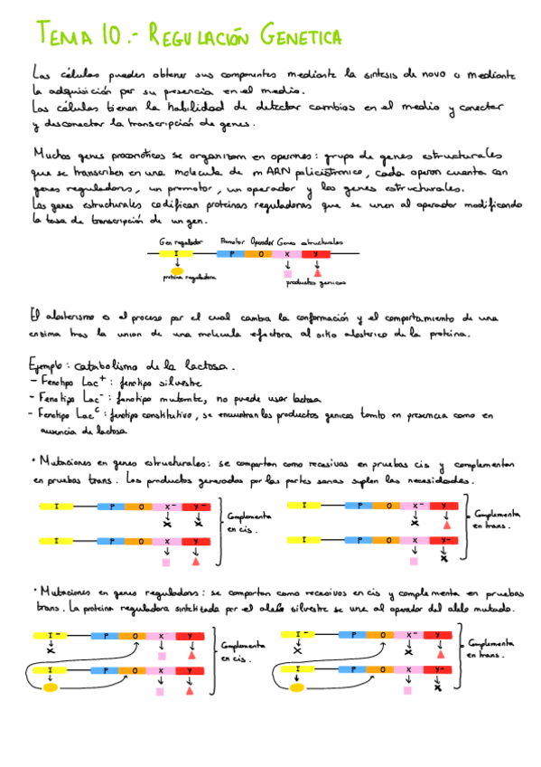 Miniatura del documento T10.-Regulacion-Genica.pdf