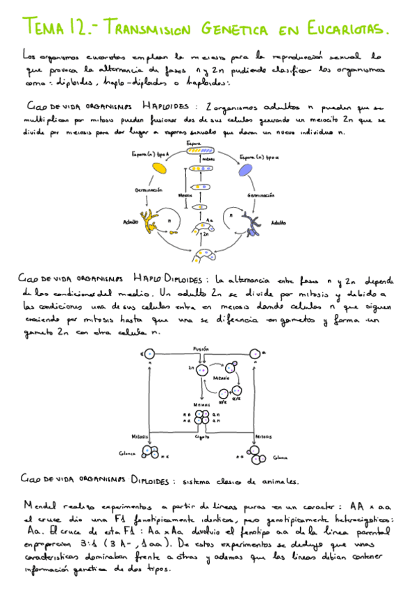 Miniatura del documento T12.-Trasmision-Genica-en-Eucariotas.pdf