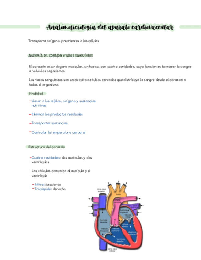 Miniatura del documento ANATOMIA-Y-FISIOLOGIA-DEL-CORAZON.pdf