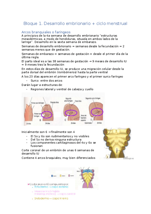 Miniatura del documento Bloque-1-Anatomia-General.docx