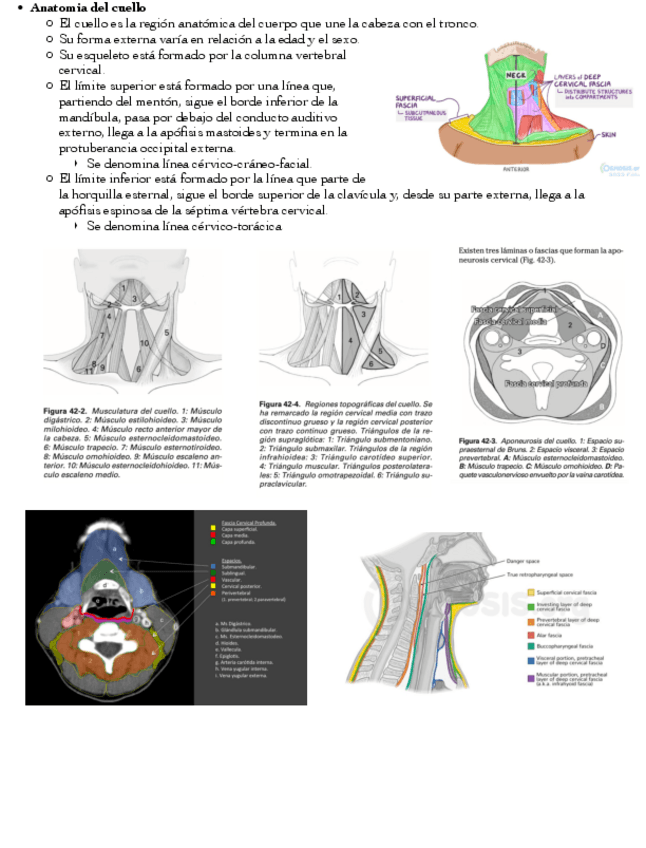 Miniatura del documento ABCESOS-DEL-CUELLO.pdf