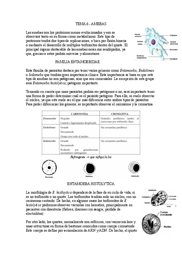 Miniatura del documento Tema-6.-Amebas.pdf
