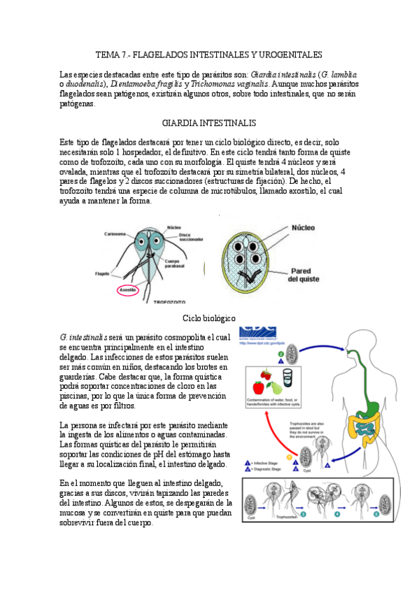 Miniatura del documento Tema-7.-Flagelados-intestinales-y-urogenintales.pdf
