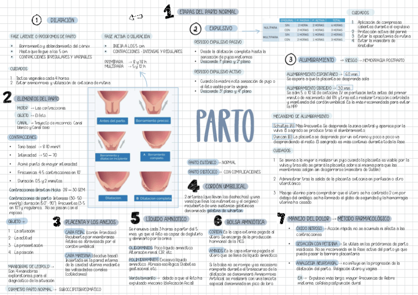 Miniatura del documento ESQ-PARTO-NORMAL.pdf