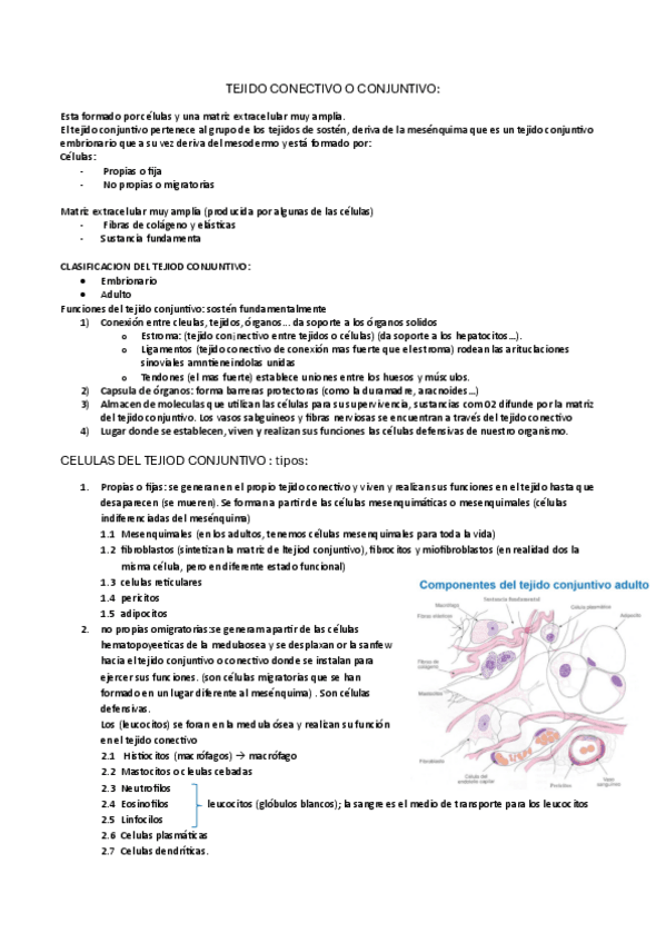 Miniatura del documento TEJIDO-CONECTIVO-O-CONJUNTIVO-y-tejido-adiposo.pdf