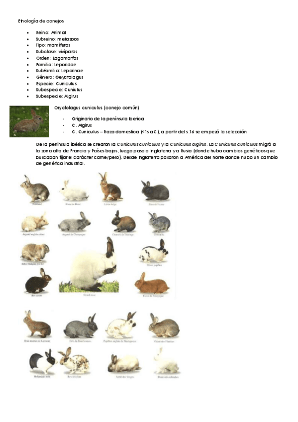 Miniatura del documento Etnología de conejos.pdf