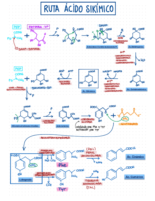 Miniatura del documento Ruta-Acido-Sikimico.pdf