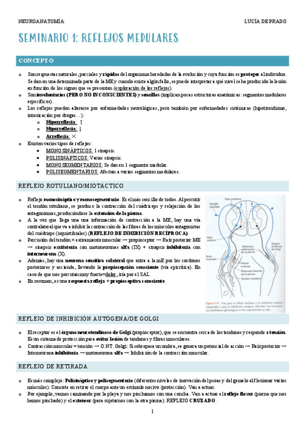 Miniatura del documento Seminario-1-Reflejos-medulares.pdf