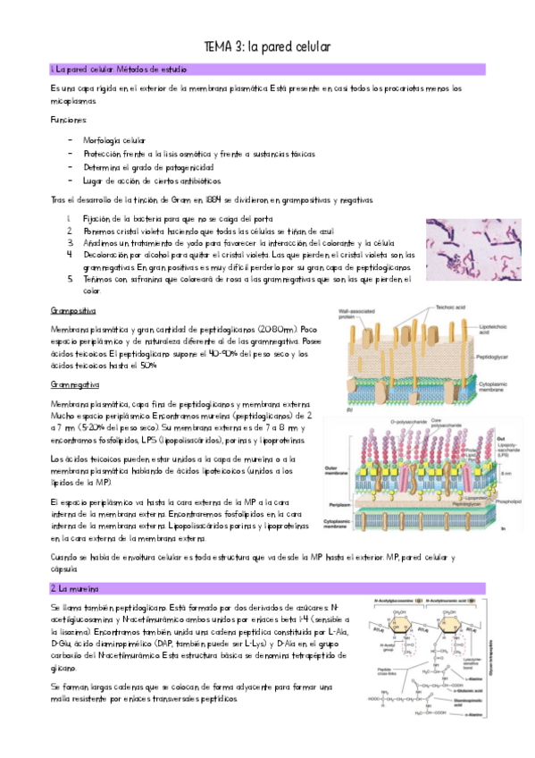 Miniatura del documento TEMA-3-Microbiologia-I.pdf