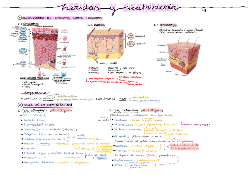 Miniatura del documento Heridas-y-cicatrizacion-T4.pdf