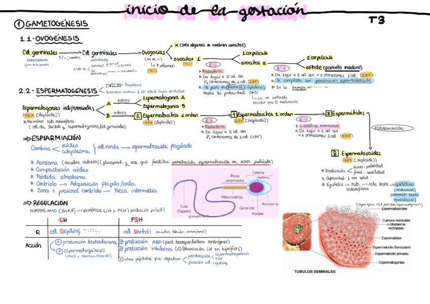 Miniatura del documento Tema-3.pdf