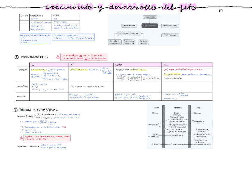 Miniatura del documento Tema-4-Desarrollo-fetal.pdf