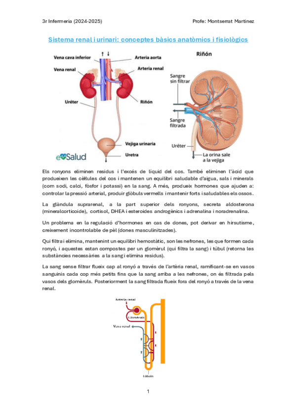 Miniatura del documento Sistema-Renal-i-Urinari.pdf