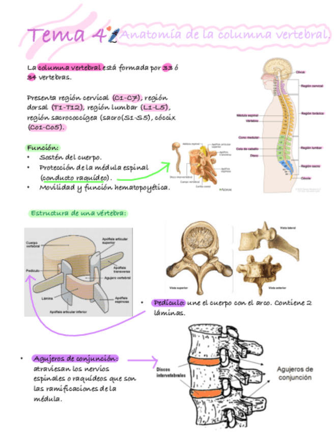 Miniatura del documento Tema-4.pdf