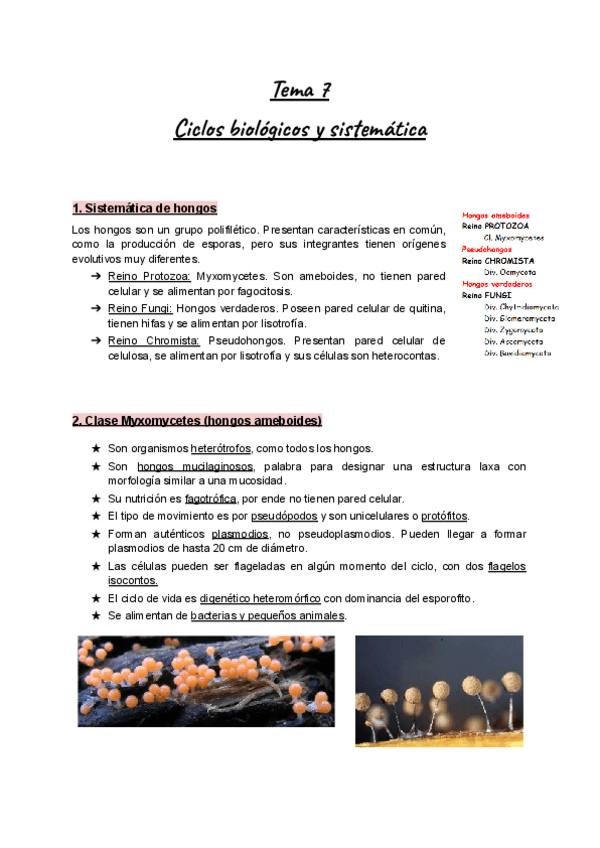 Miniatura del documento Apuntes-Tema-7-Botanica-I-Hongos.-Ciclos-biologicos-y-sistematica.pdf