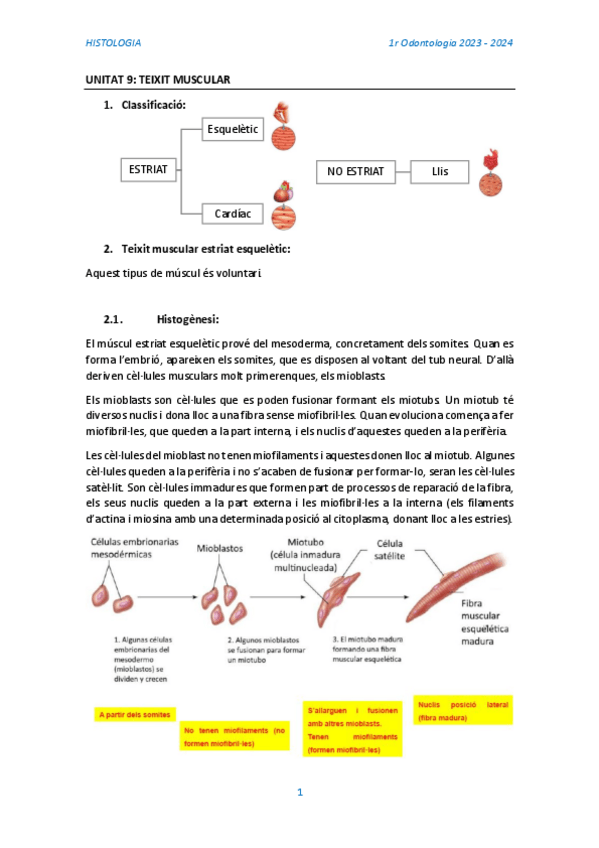 Miniatura del documento TEMA-9-Teixit-muscular-meu.pdf