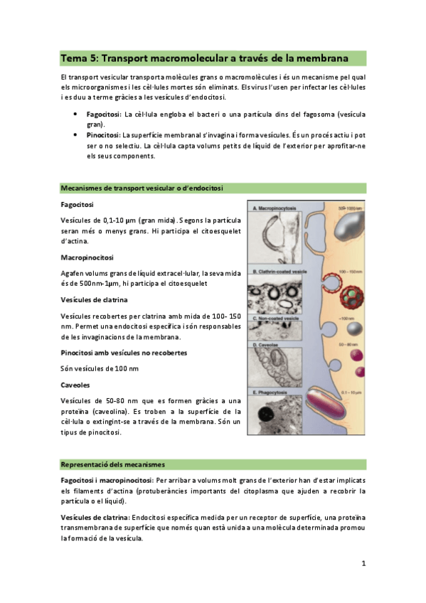 Miniatura del documento Tema-5-transport-macromolecular-a-traves-de-la-membrana-cat.pdf