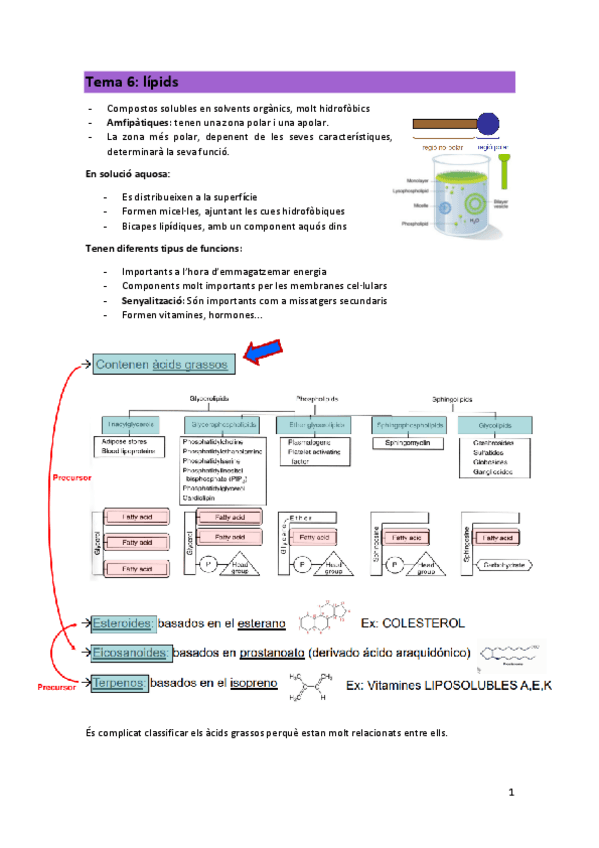 Miniatura del documento Tema-6-Lipids.pdf