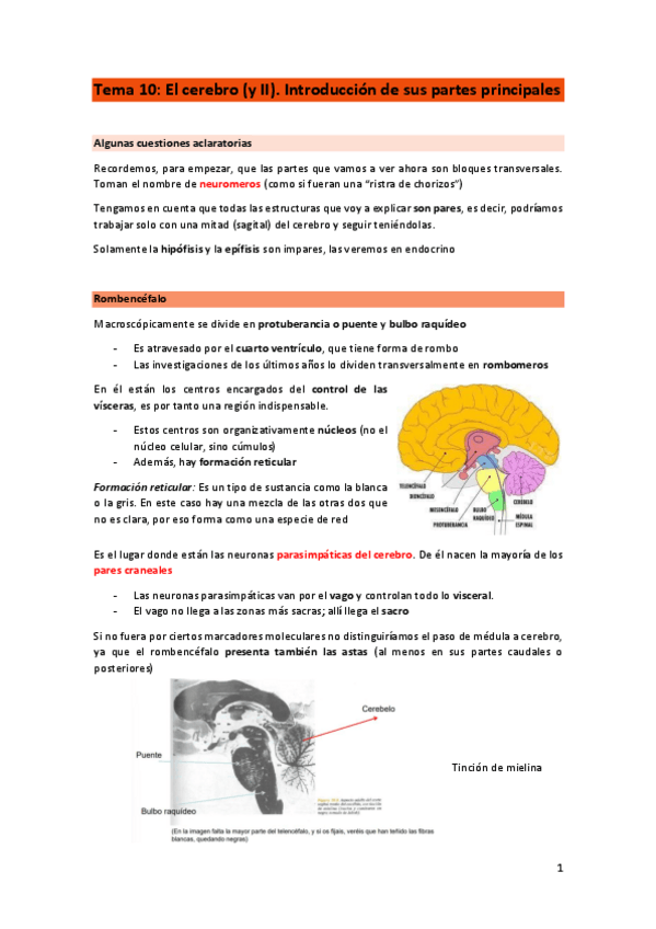 Miniatura del documento TEMA-10-Cerebro-II-Introduccion-de-sus-partes-principales.pdf