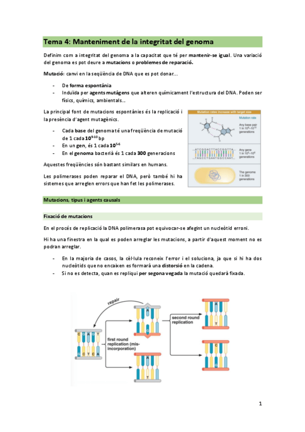 Miniatura del documento TEMA-4-manteniment-de-la-integritat-del-genoma.pdf