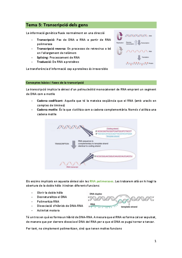 Miniatura del documento TEMA-5-Transcripcio-dels-gens.pdf