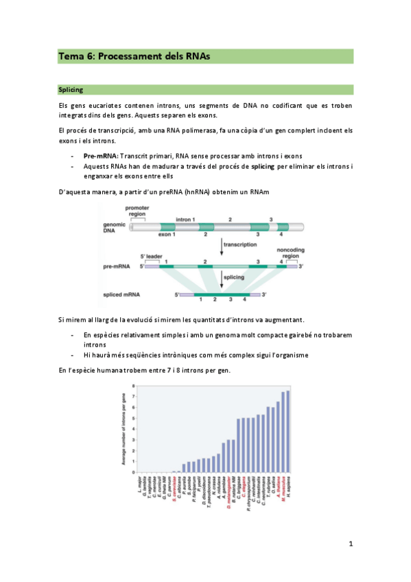 Miniatura del documento TEMA-6-Processament-dels-RNAs.pdf