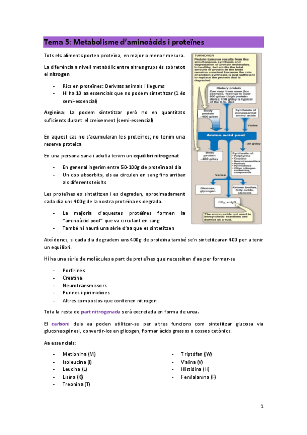 Miniatura del documento TEMA-5-Metabolisme-daa-i-proteines.pdf