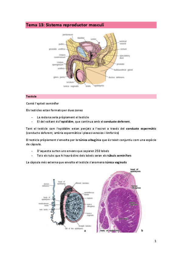 Miniatura del documento TEMA-13-HIS.pdf