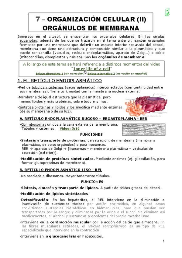 Miniatura del documento 07-ORGANIZACION-CELULAR.pdf