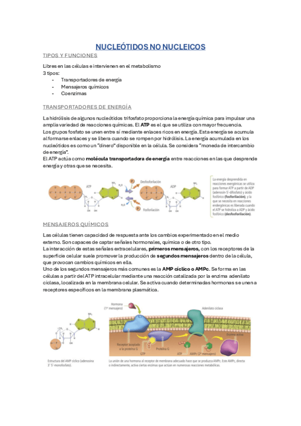Miniatura del documento Nucleotidos-no-nucleicos.pdf