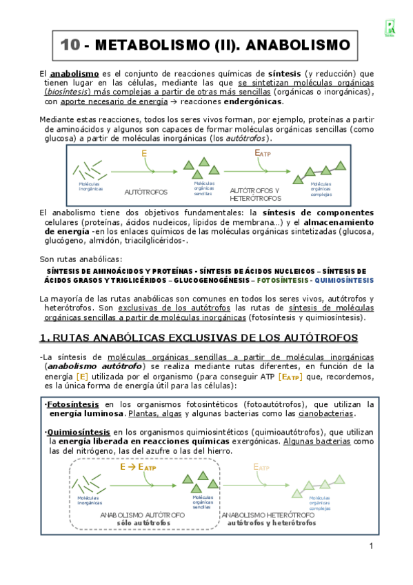 Miniatura del documento 10-METABOLISMO-ANABOLISMO.pdf