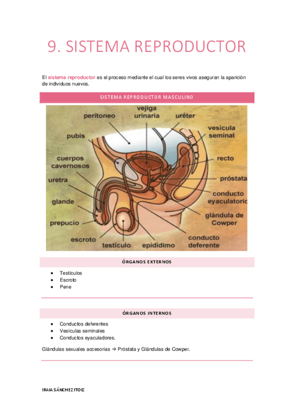 Miniatura del documento TEMA-9-SISTEMA-REPRODUCTOR.pdf