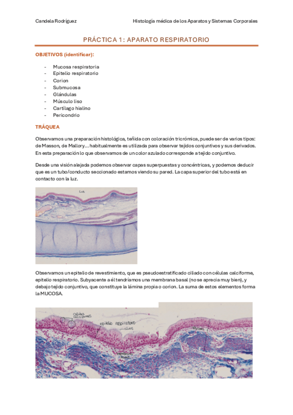 Miniatura del documento practica-aparato-respiratorio.pdf