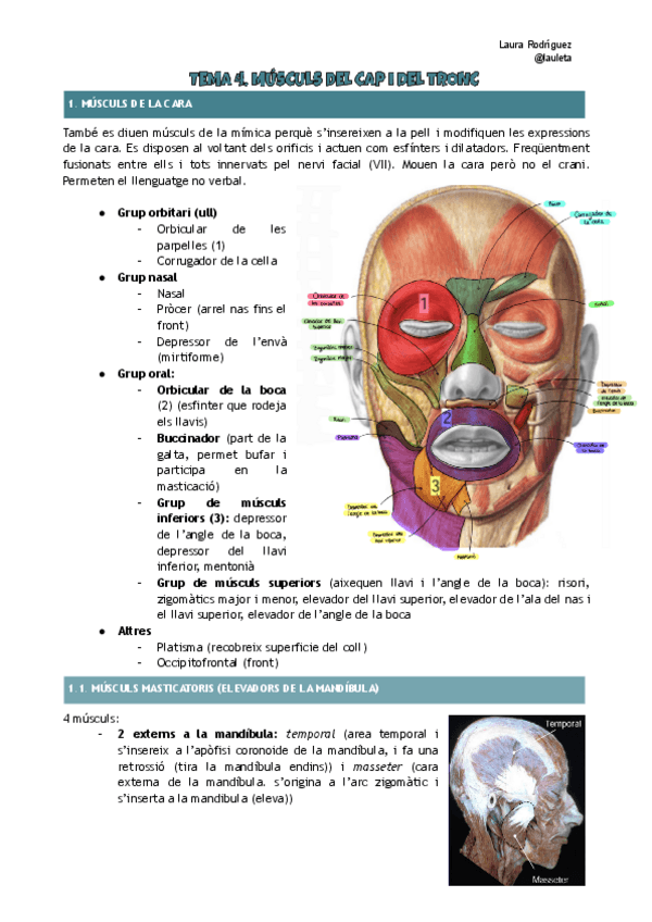 Miniatura del documento Tema-4-anatomia-Musculs-del-cap-i-tronc.pdf