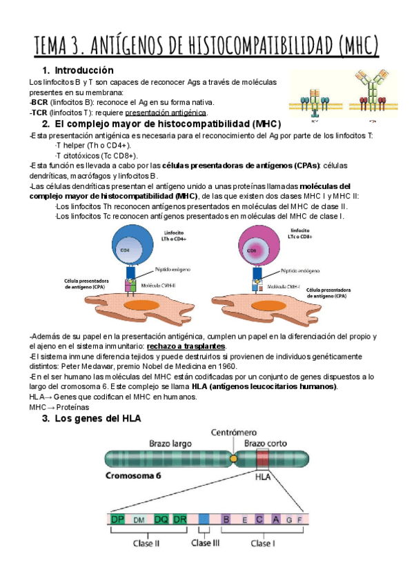Miniatura del documento TEMA-3.-ANTIGENOS-DE-HISTOCOMPATIBILIDAD-MHC.pdf