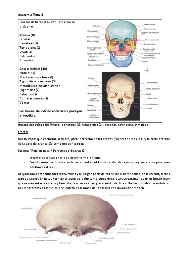 Miniatura del documento Anatomia-Tema-4.pdf